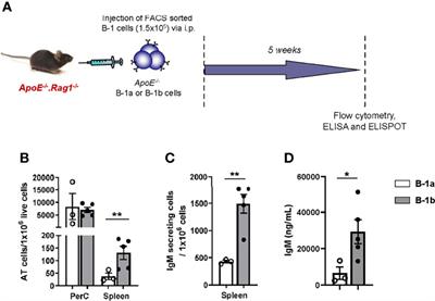 B-1b Cells Have Unique Functional Traits Compared to B-1a Cells at Homeostasis and in Aged Hyperlipidemic Mice With Atherosclerosis